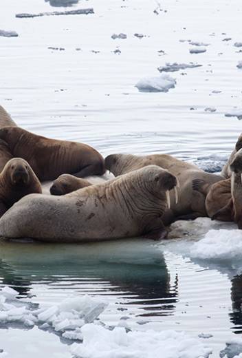 Ideal Polar Expeditions for Bird-watchers