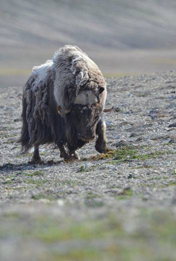 Highlights of Arctic Exploration: Polar Bears