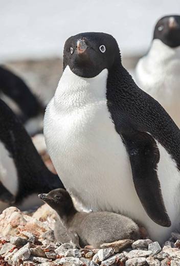 The Antarctic Peninsula