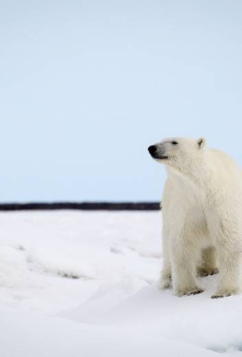 Safari Guide to Polar Guide: My Training at Quark Academy