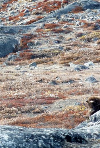 Best Time to Visit South Georgia Island
