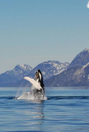 Antarctic Season 2026/2027 Launch – New Adventures: Whales, Camping & Science