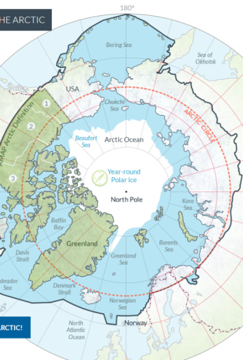 Types Of Arctic Seals You Can Encounter On A Cruise