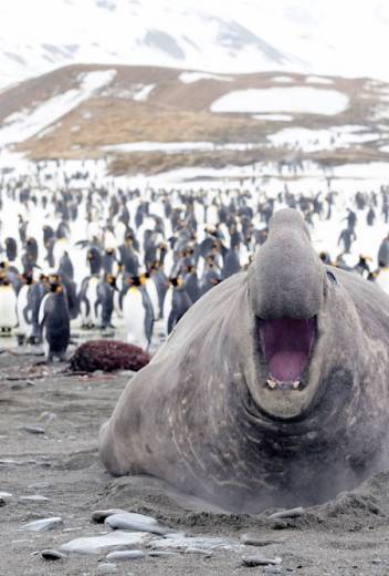 Joining the 7th Continent Club: Our Antarctic Adventure