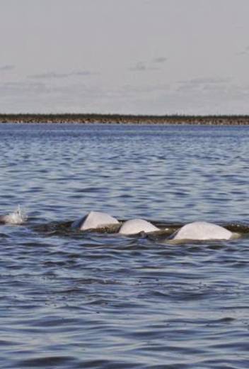 Antarctic Season 2026/2027 Launch – New Adventures: Whales, Camping & Science