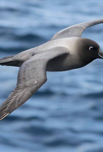 Best Binoculars for Birding in Antarctica