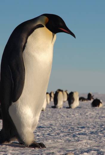 Snow Hill to the Peninsula: Shackleton’s Emperors webinar, with photographer and guide Paul Goldstein.