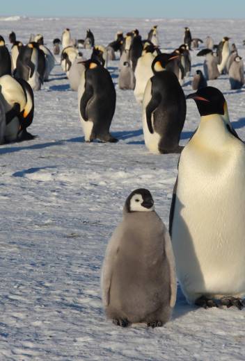 Antarctica Expedition: Photography Tips