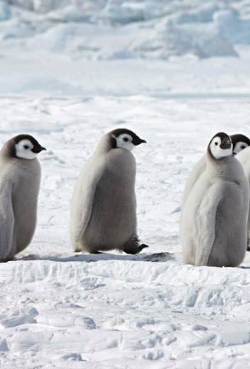 Antarctica Expedition: Photography Tips