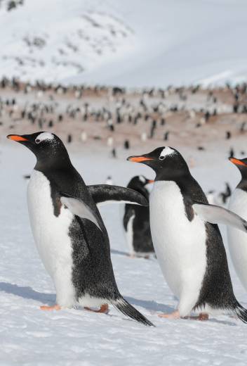 Antarctica Expedition: Photography Tips