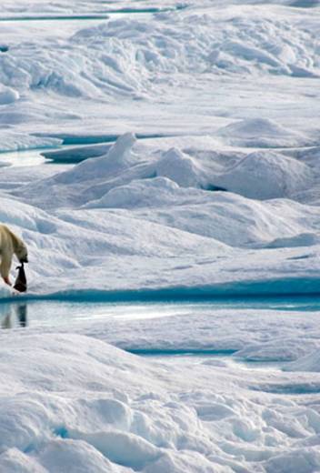 Canadian Arctic Discovery: Where History, Wildlife and Community Converge