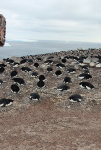 Snow Hill to the Peninsula: Shackleton’s Emperors webinar, with photographer and guide Paul Goldstein.