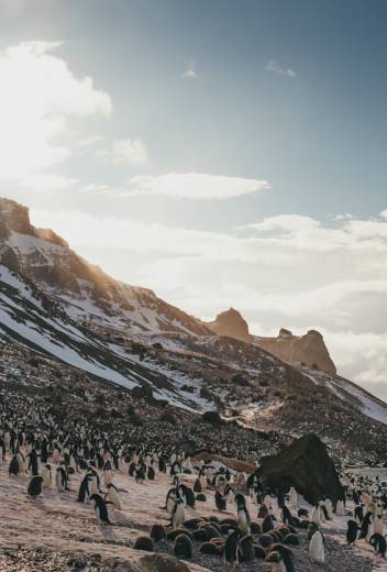 Antarctic Wildlife Guide: Penguin Tours