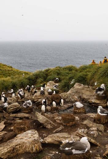 Best Time to Visit South Georgia Island