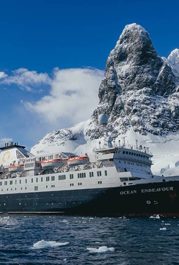 Antarctic Wildlife Guide: Penguin Tours