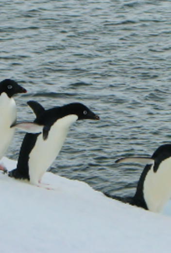 Snow Hill to the Peninsula: Shackleton’s Emperors webinar, with photographer and guide Paul Goldstein.