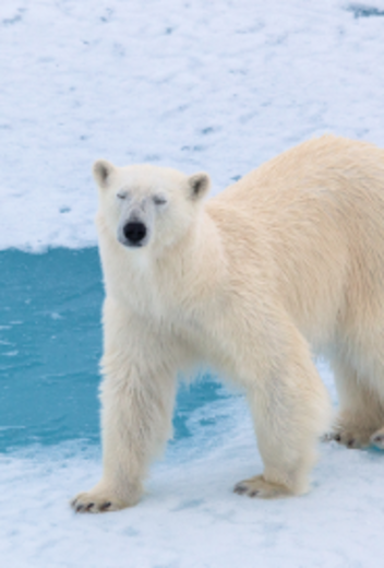 Raise a Glass and Stay Connected: Free Wi-Fi and Alcohol on Our Expedition Cruise Ships