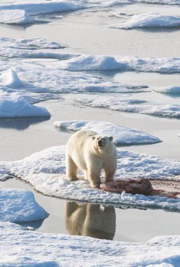 Wildlife Guide: Harp Seal Facts
