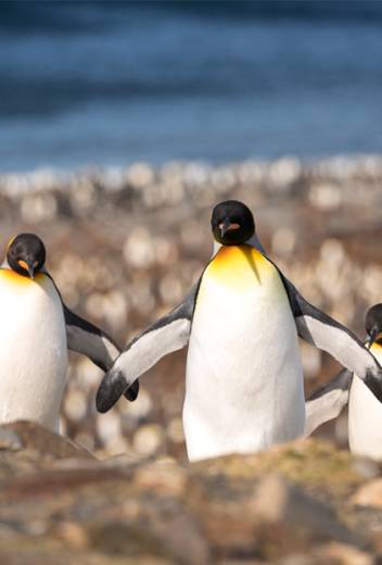 The Best Expedition Cruises To Antarctica