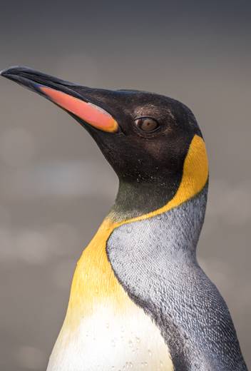 Snow Hill to the Peninsula: Shackleton’s Emperors webinar, with photographer and guide Paul Goldstein.