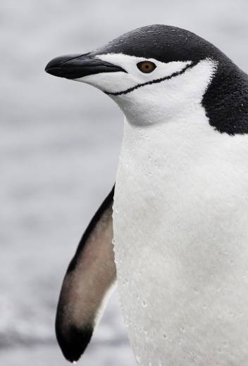 Snow Hill to the Peninsula: Shackleton’s Emperors webinar, with photographer and guide Paul Goldstein.