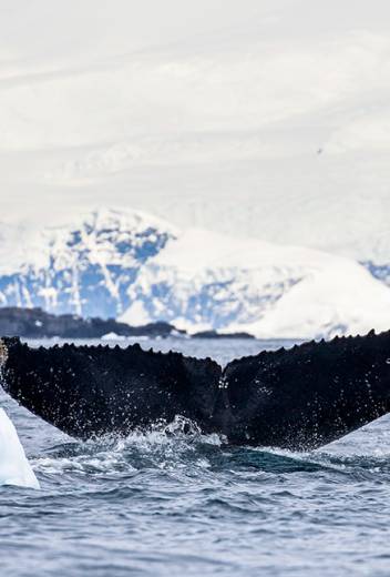 Wildlife Guide: Adélie Penguin Facts