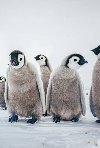 Snow Hill to the Peninsula: Shackleton’s Emperors webinar, with photographer and guide Paul Goldstein.