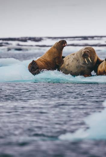 Top 15 Arctic Vacation Ideas