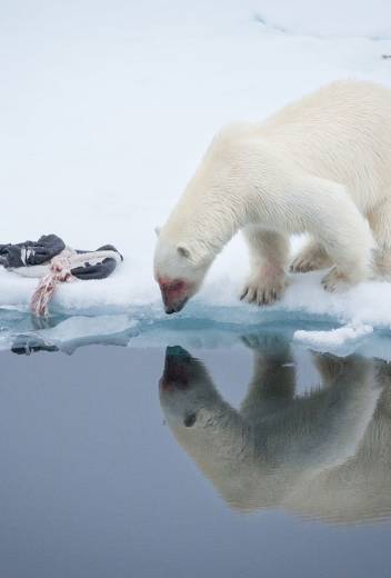 Top 15 Arctic Vacation Ideas