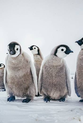 Snow Hill to the Peninsula: Shackleton’s Emperors webinar, with photographer and guide Paul Goldstein.