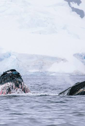 Fire, Ice & The Eclipse – Introducing Our New Arctic 2026 Season