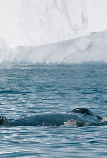 Antarctic Season 2026/2027 Launch – New Adventures: Whales, Camping & Science