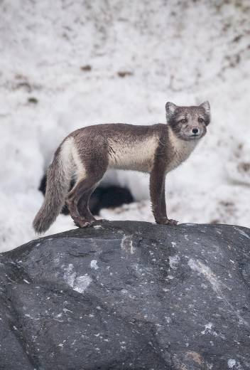 Top 15 Arctic Vacation Ideas