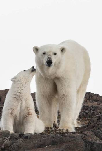 Canadian Arctic Discovery: Where History, Wildlife and Community Converge