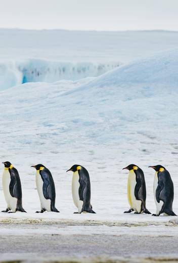 Wildlife Guide: Adélie Penguin Facts