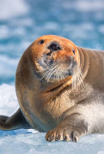 Wildlife Guide: Harp Seal Facts