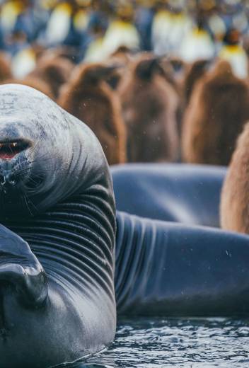 Wildlife Guide: Adélie Penguin Facts