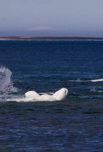 Antarctic Season 2026/2027 Launch – New Adventures: Whales, Camping & Science