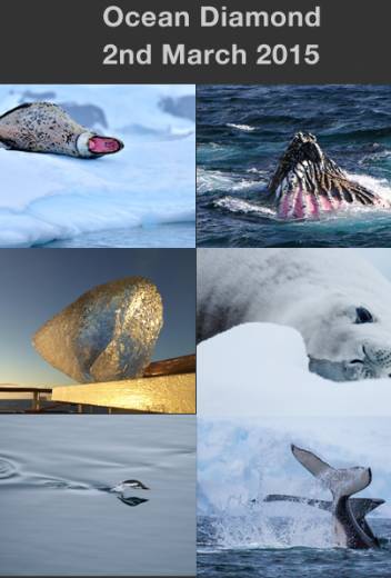 Polar Expedition Stories: My Trip to Antarctica Aboard ‘Ocean Endeavour’