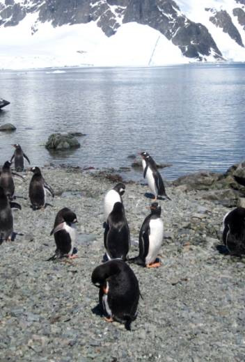 Our Penguinologist Partners Have an Ingenious New Way to Track Penguins
