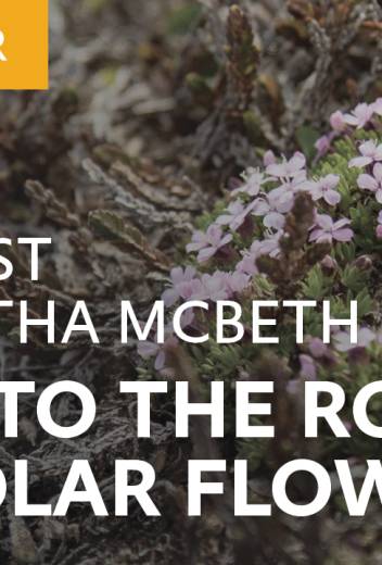 Botanist Samantha McBeth gets to the root of polar flowers