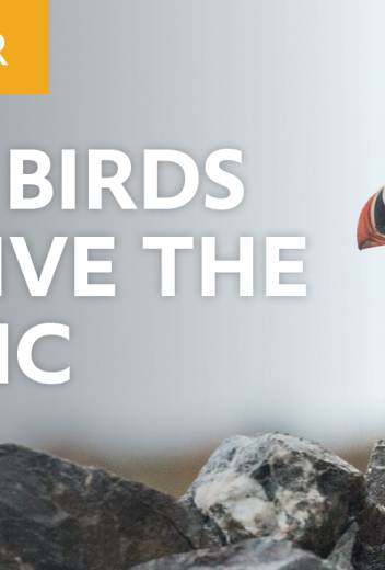 How Birds Survive the Arctic