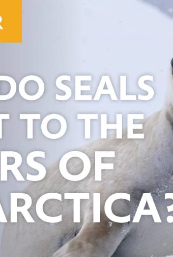 How do seals adapt to the rigors of the Antarctic? 