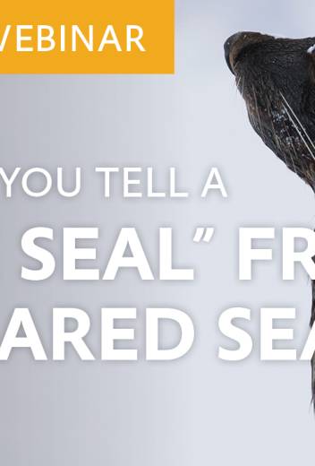 How do you tell a “true seal” from an “eared seal”?