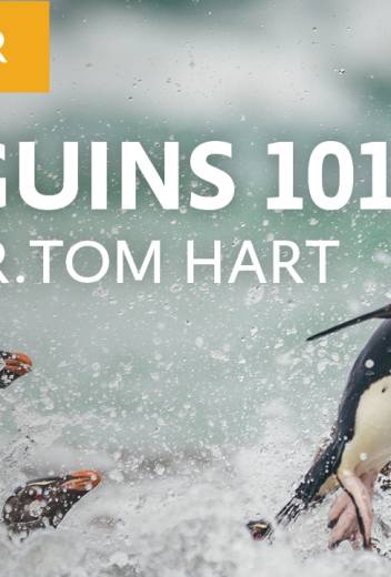 Penguins 101 with Dr. Tom Hart