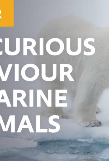 The Curious Behavior of Marine Mammals