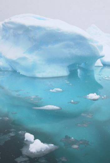 Meet Antarctic Wildlife in 360° VR