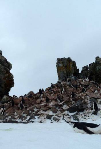 3 Top Destinations to Spot Incredible Arctic Animals in the Wild