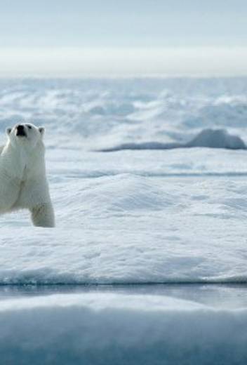 Types Of Arctic Seals You Can Encounter On A Cruise