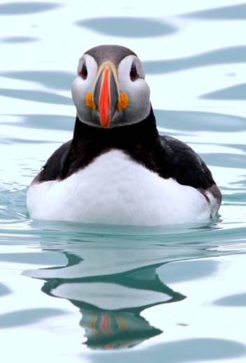 How Birds Survive the Arctic